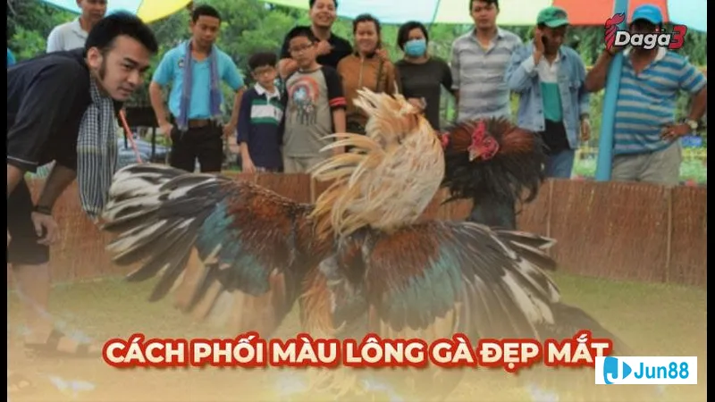 Phối màu lông gà hiệu quả Phối màu lông gà hiệu quả